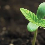 How to Start a Cannabis Business in California