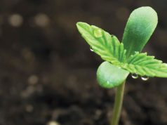 How to Start a Cannabis Business in California