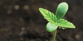 How to Start a Cannabis Business in California