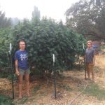 Green Source Gardens: Closed Loop Cannabis young woman and man standing next to massive outdoor cannabis plants