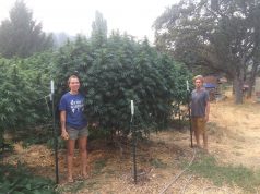 Green Source Gardens: Closed Loop Cannabis young woman and man standing next to massive outdoor cannabis plants