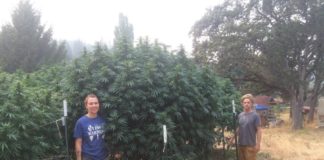 Green Source Gardens: Closed Loop Cannabis young woman and man standing next to massive outdoor cannabis plants