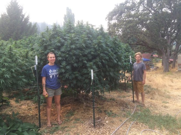 young woman and man standing next to massive outdoor cannabis plants