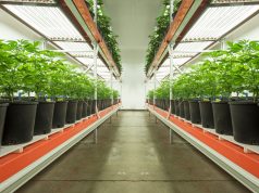 Greenhaus: Customize Your Products, Profits & Plants indoor cannabis grow with plants lined on industrial racks