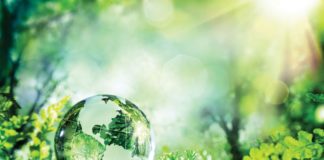 Solution 3 Could Be A Miracle glass globe of earth sitting on ferns with forest background