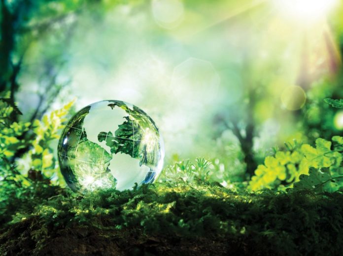glass globe of earth sitting on ferns with forest background