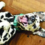 No, Your Dog Won’t Get High With CBD Dalmatian puppy on back smiling with paws up