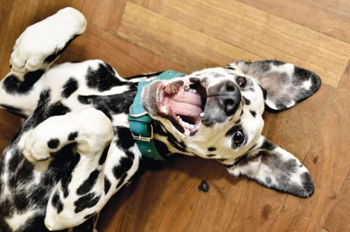 Dalmatian puppy on back smiling with paws up
