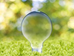 Understanding The Science of Light light bulb emerging from a bed of green plants