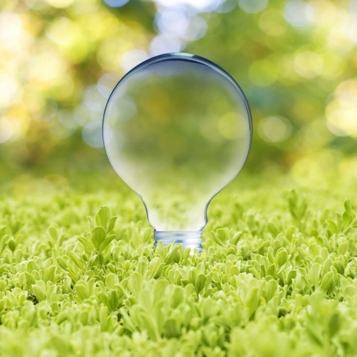 light bulb emerging from a bed of green plants