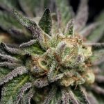 Is Florida Finally Flowering? florida