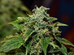 Federal Case Against Harborside Health Dropped generic pot