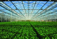 Light-Deprivation & Greener Grass With Greenhouses greenhouse e1463614626753