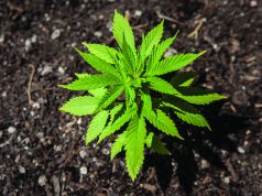 Varietal Choices In Cannabis Production marijuana plant