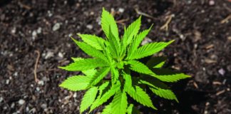 Varietal Choices In Cannabis Production marijuana plant