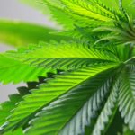 Travis Allen Adds To Barrage Of CA Marijuana Bills stock pot e1464050527938