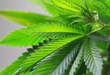 Travis Allen Adds To Barrage Of CA Marijuana Bills stock pot e1464050527938