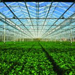 Jonathan Valdman’s Cannabis Conservancy valdman greenhouse