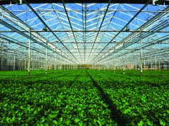 Jonathan Valdman’s Cannabis Conservancy valdman greenhouse