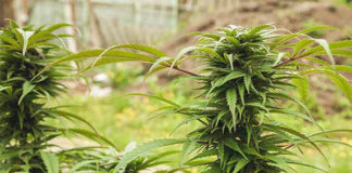 Price Of Pot In CA Could Rise 3x Due To Regulations Green FLower Media