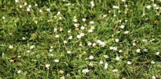 Oakor Slips Group Grass