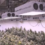 PhytoMAX 600 LED Grow Light PhytoMax LED Grow Lights 2