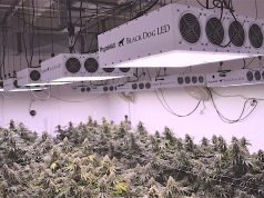 PhytoMAX 600 LED Grow Light PhytoMax LED Grow Lights 2