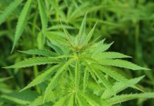 nevada dispensary association e1466116306751
