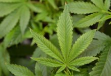 Ohio Medical Marijuana May Improve Life Of Small Child pot pic e1465851003479