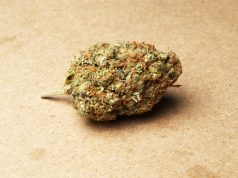 Quinnipiac Poll Shows Majority Support For Marijuana quinnipiac