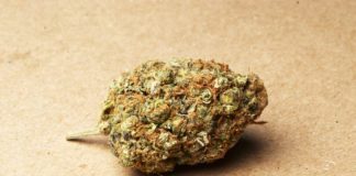 Quinnipiac Poll Shows Majority Support For Marijuana quinnipiac