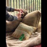 Green Gorilla’s ‘Hemp & Olive’ CBD Pet Care Products maxresdefault 3