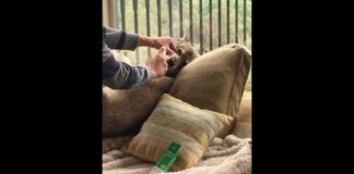 Green Gorilla’s ‘Hemp & Olive’ CBD Pet Care Products maxresdefault 3