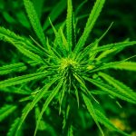 Interested in TCC’s Sustainability Certification? mj pic 1