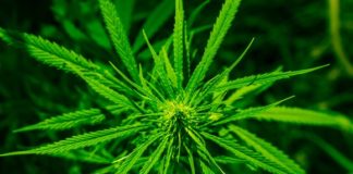 Interested in TCC’s Sustainability Certification? mj pic 1