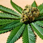 What Can’t Medical Marijuana Do? shutterstock 446105494 e1468940170302