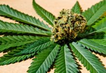 What Can’t Medical Marijuana Do? shutterstock 446105494 e1468940170302