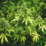 The Soul of British Columbia shutterstock 453971074 e1468860708945