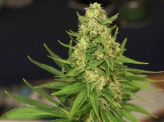 Pot Entrepreneurs Get Heat From IRS Over $10K Deposits shutterstock 455140813