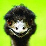 The Cult of Cannariginals, Emu Oil, and CBD imgonline com ua compressed eNPeUa4b1aAt