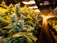 Opinion: Will Los Angeles Be a Part of the New Cannabis Economy? shutterstock 359713784