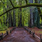 Humboldt County High-Five: 5 Fun Facts About HC humboldttrees