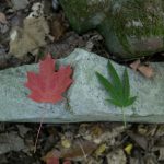 Putting the “Up” in Up There: Is Canada Going to Pot? CanadaPot