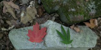 Putting the “Up” in Up There: Is Canada Going to Pot? CanadaPot
