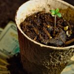 Rocky Mountain Why: Colorado Targets Home Pot Growers and Co-Op Greenhouses plantoncash