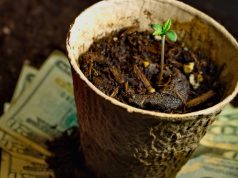 Rocky Mountain Why: Colorado Targets Home Pot Growers and Co-Op Greenhouses plantoncash