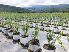 4 New Horticulture Products to Help Your Grow in January Green Diamond Coco Fiber Grow Slabs 2 cc web