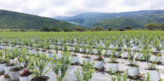 4 New Horticulture Products to Help Your Grow in January Green Diamond Coco Fiber Grow Slabs 2 cc web