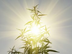 Successful Cannabis Entrepreneurs Share Their Post-Election Predictions for 2017 shutterstock 546610948