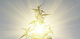 Successful Cannabis Entrepreneurs Share Their Post-Election Predictions for 2017 shutterstock 546610948